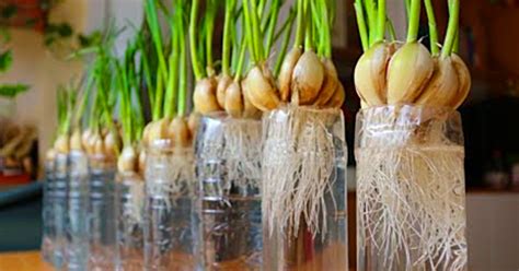 Who grows the best garlic in the world?
