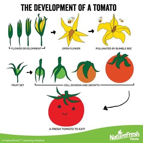 Who had tomatoes first?