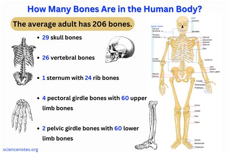 Who has 206 bones?