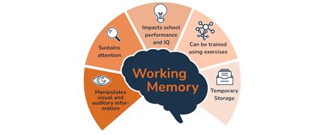 Who has better working memory?