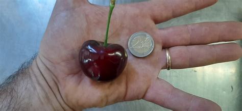 Who has the biggest cherries in the world?