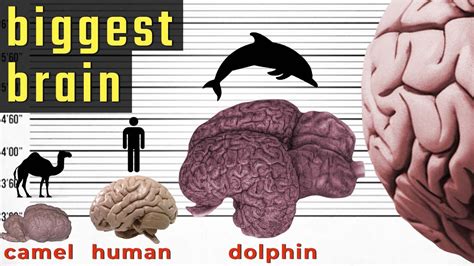 Who has the largest brain size?