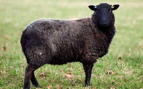 Who is considered a black sheep?