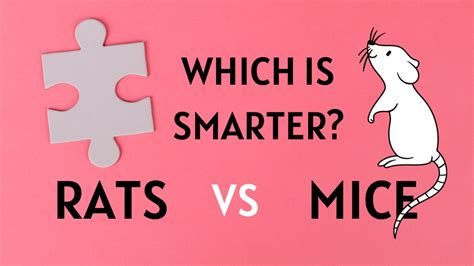 Who is smarter rat or mouse?
