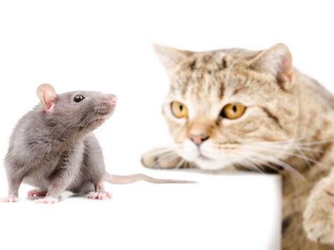 Who is the biggest enemy of mice?