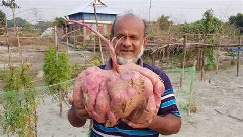 Who is the largest sweet potato grower?