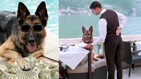 Who is the richest dog alive?