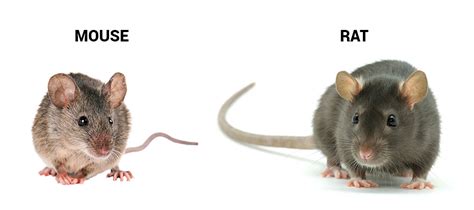 Who lives longer mice or rats?