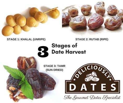 Who should not eat dry dates?