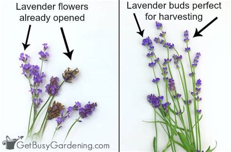 Who should not take lavender?