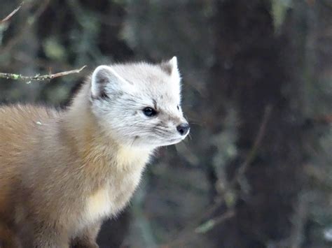 Who to call about wildlife in Ontario?