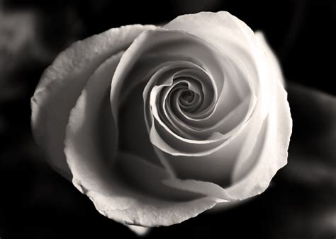Why Rose is a Fibonacci sequence?