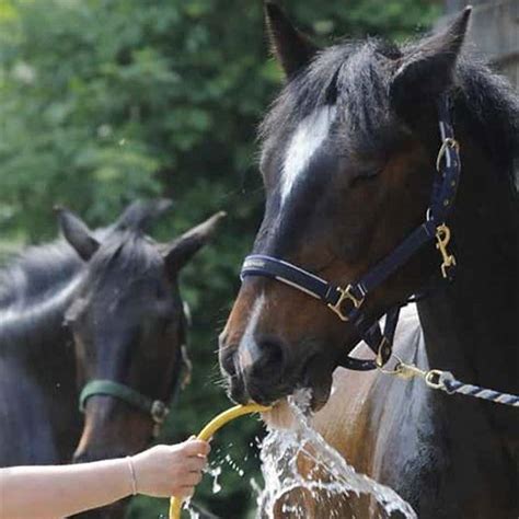 Why a horse won't drink?