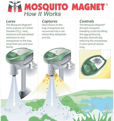 Why am I mosquito magnet?