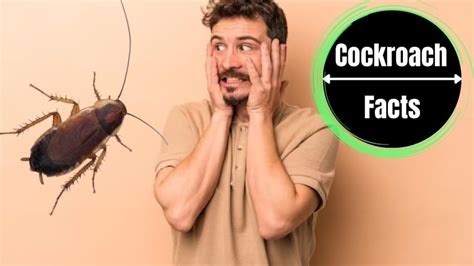 Why am I scared of cockroaches but not spiders?