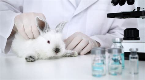Why animal testing should not be banned?