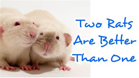Why are 3 rats better than 2?