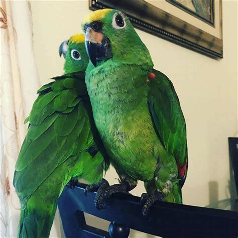 Why are Amazon parrots so aggressive?