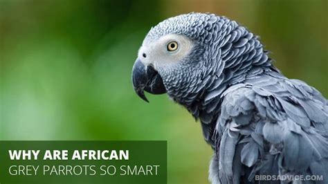 Why are GREY parrots so smart?