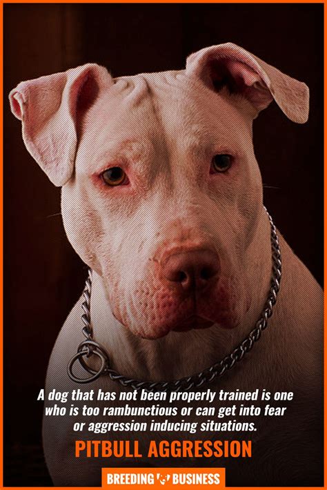 Why are Pit bulls so aggressive?