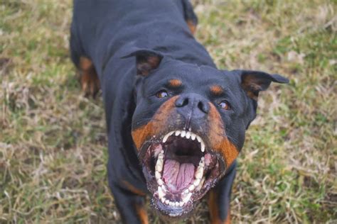 Why are Rottweilers so aggressive?