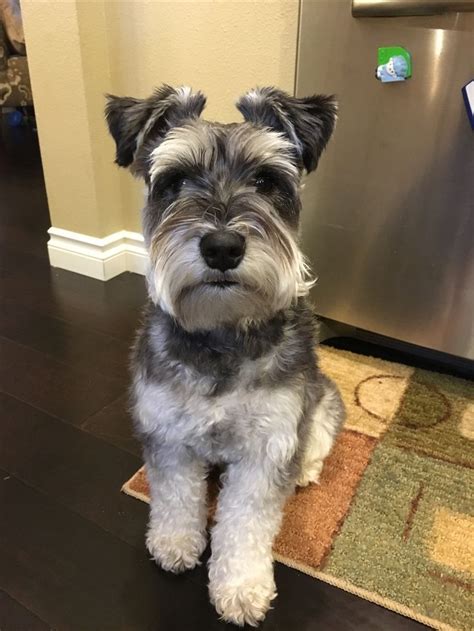 Why are Schnauzers shaved?