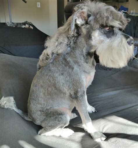 Why are Schnauzers shaved on top?
