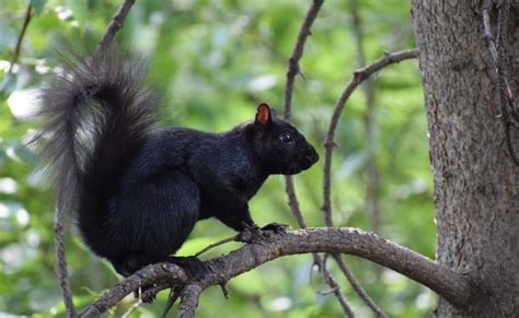 Why are Toronto squirrels black?