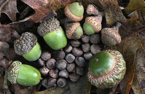 Why are acorns called acorns?