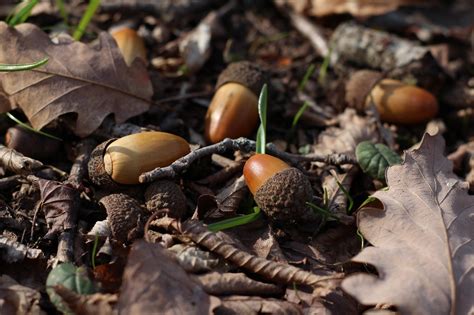 Why are acorns falling in July?