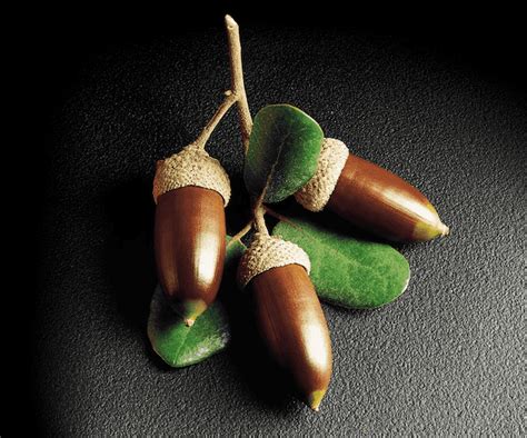 Why are acorns important?
