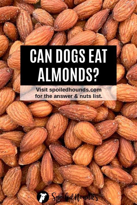 Why are almonds bad for dogs?