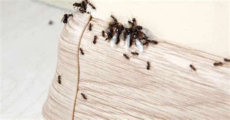 Why are ants afraid of baby powder?