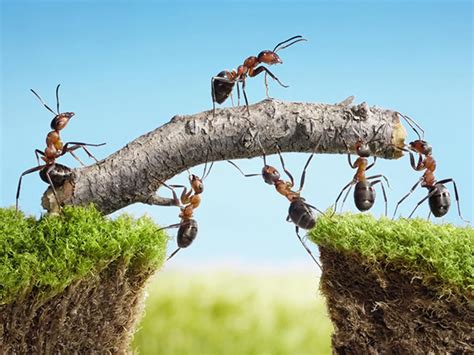 Why are ants ignoring bait?