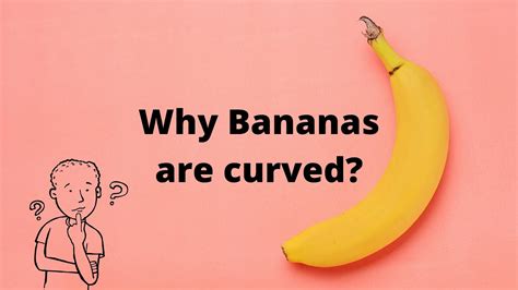Why are bananas curved?