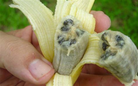 Why are bananas sterile?
