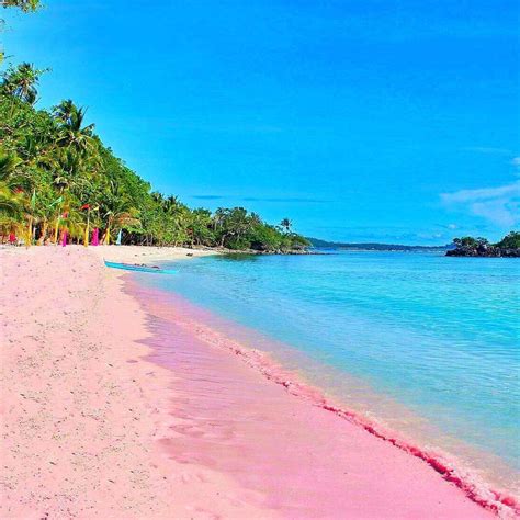 Why are beaches pink?