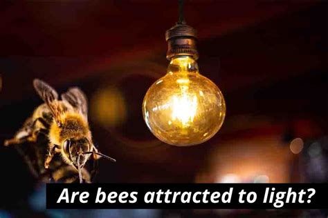 Why are bees attracted to glass?