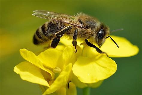 Why are bees becoming extinct?