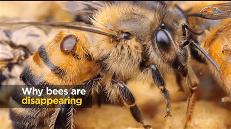 Why are bees disappearing?