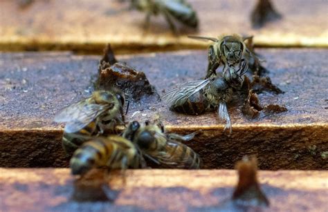 Why are bees killed to make avocados?