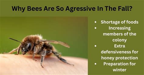 Why are bees not aggressive?