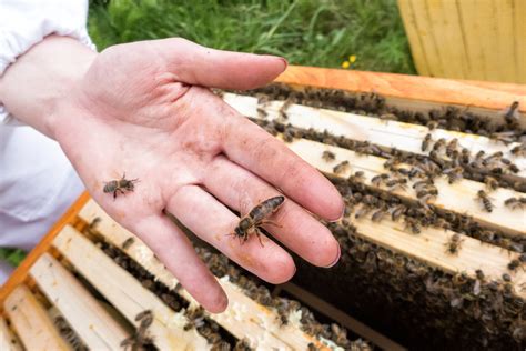 Why are bees obsessed with their queen?
