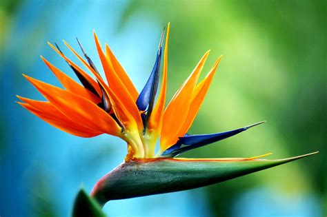 Why are birds of paradise so colorful?