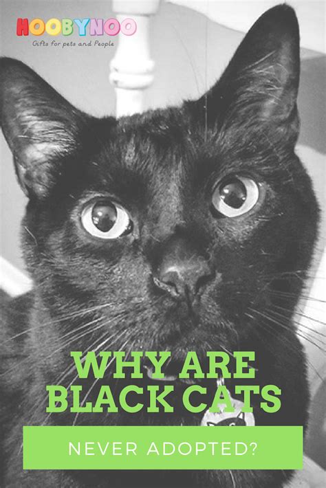 Why are black cats not adopted?