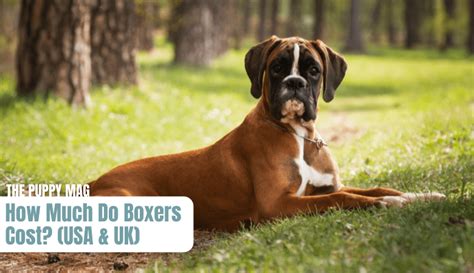 Why are boxers so expensive?