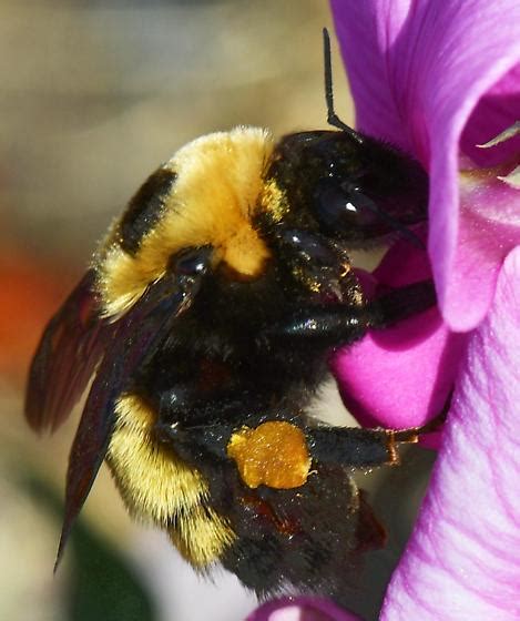 Why are bumblebees so big?