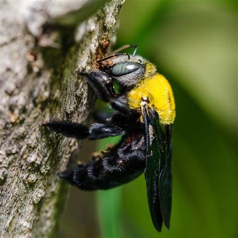Why are carpenter bees so nice?