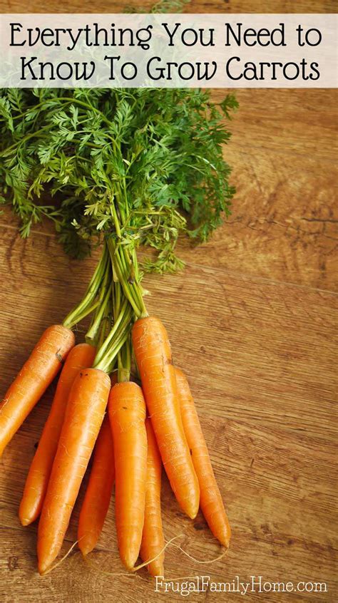 Why are carrots hard to grow?