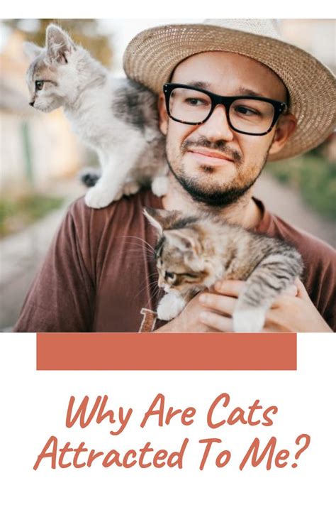 Why are cats attracted to me?